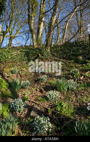 Waldlichtung mit Klumpen von sonnenbeschienenen Schneeglöckchen mit Bäumen in Der Hintergrund vor einem klaren blauen Himmel Stockfoto