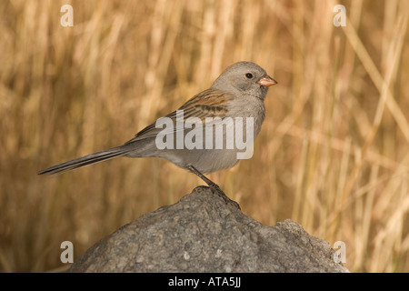 Schwarzer-chinned Spatz Winter, Spizella Atrogularis, auf Felsen gelegen. Stockfoto