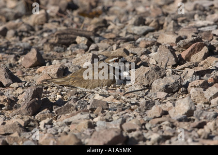 Killdeer, Charadrius lautstarken, Nest in der Wüste. Stockfoto