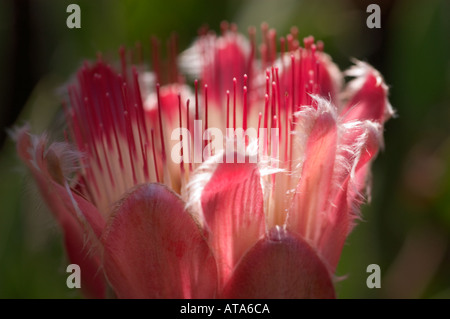 Rote protea Blume blühen im Garten Kirstenbosch auf Basis der Tafelberg in Kapstadt Südafrika Stockfoto