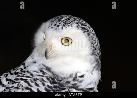 Schnee-Eule (Nyctea Scandiaca) Stockfoto