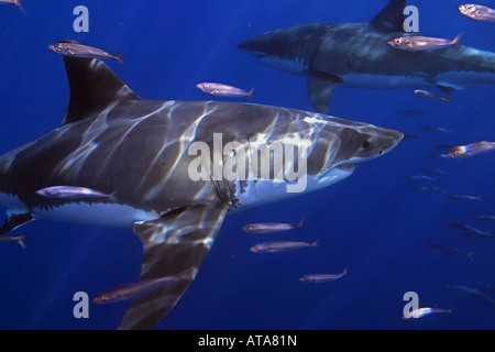 Diese zwei großen weißen Haie, Carcharodon Carcharias, wurden knapp unterhalb der Wasseroberfläche vor Insel Guadalupe, Mexiko fotografiert. Stockfoto