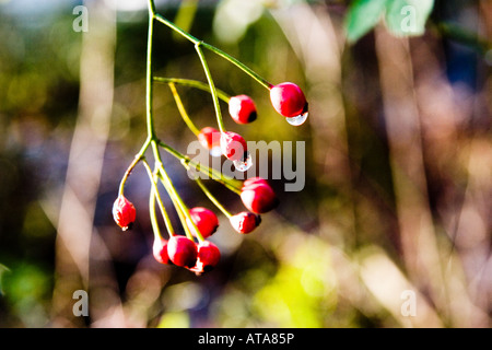 Rote Beeren mit Tautropfen und bunt gemustertem weichen Hintergrund Stockfoto