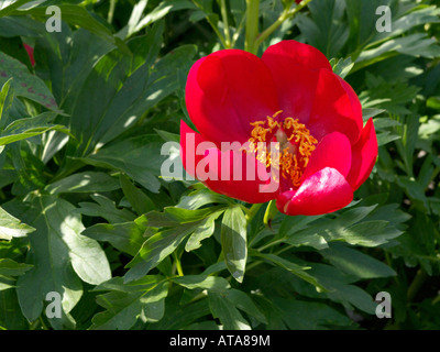 Korallen-Pfingstrose (Paeonia mascula subsp. Russoi) Stockfoto