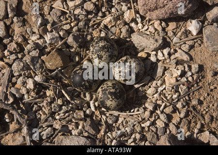 Killdeer, Charadrius lautstarken, Eiern im Nest. Stockfoto