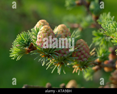 Japanische Lärche (Larix kaempferi) Stockfoto