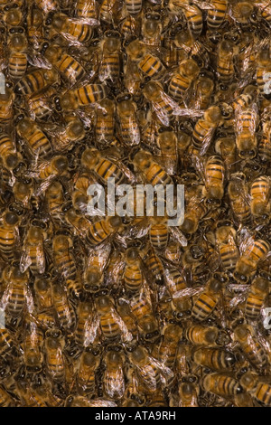 Honigbiene, Apis Mellifera, Nahaufnahme des Schwarms in Mesquite-Baum. Stockfoto