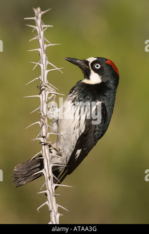 Eichel Specht weiblich, Melanerpes Formicivorus, auf Ocotillo Zweig. Stockfoto