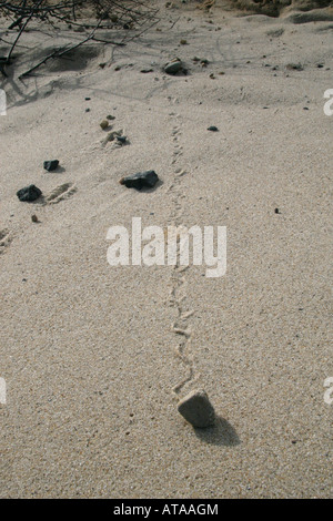 Kleine Felsen stürzen hinunter die Seiten einer erodierenden Klippe, verlassen ihren Weg in den sandigen Dünen schnitzen. Stockfoto