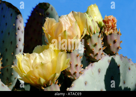 Gelbe Blumen auf Prickly Pear Cactus Stockfoto