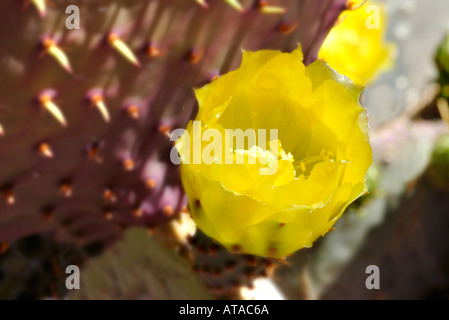 Gelbe Blumen auf Prickly Pear Cactus Stockfoto