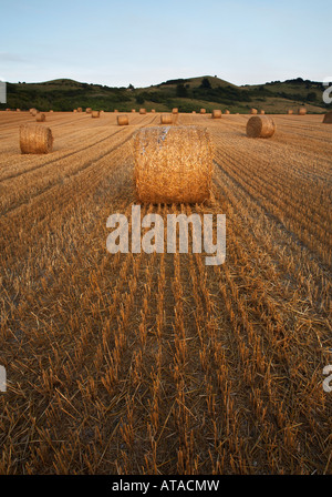 Round Hay bales after harvest Stockfoto