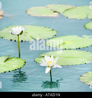 Seerosen schwimmen in Wasser mit weißen Blüten Stockfoto