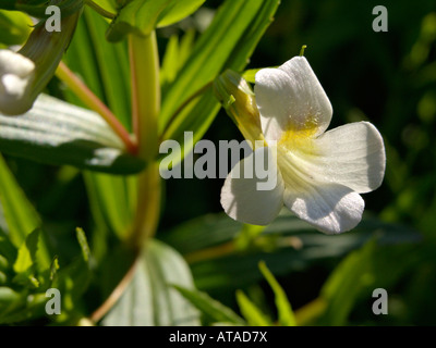 Hedge Ysop (gratiola officinalis) Stockfoto