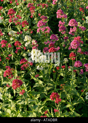 Weiß Baldrian (centranthus ruber 'Albus') und rote Baldrian (centranthus ruber 'Coccineus') Stockfoto