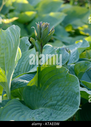 Wegerich Lily (Hosta sieboldiana 'Elegans') Stockfoto