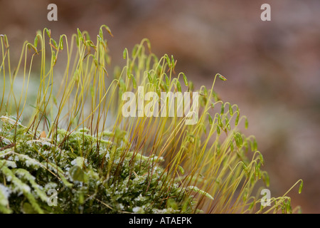 Frost auf Moos mit Spore Kapseln Derbyshire Peak District Stockfoto