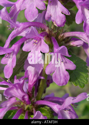 Big betony (stachys macrantha) Stockfoto