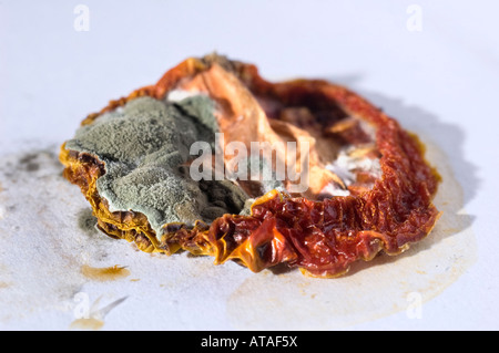 Verfallende Scheibe Tomate auf weißem Hintergrund Stockfoto