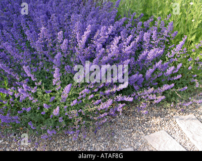 Katzenminze (nepeta x faassenii) Stockfoto