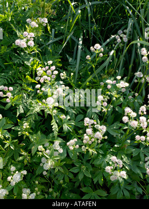 Große masterwort (astilbe) Stockfoto