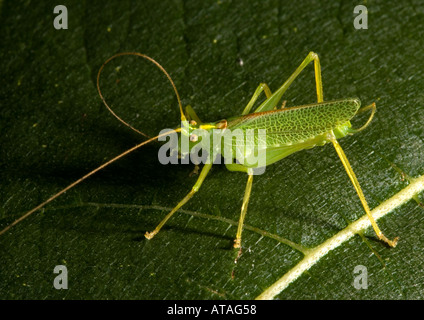 Männliche Eiche Bush Cricket auf Blatt Stockfoto