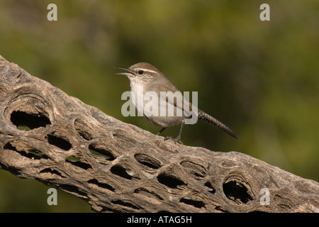 Bewick ´s Wren, Thryomanes Bewickii, singen auf Cholla Cactus Skelett. Stockfoto