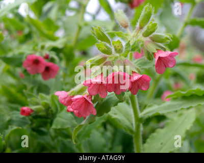 Rotes lungenkraut (pulmonaria rubra) Stockfoto