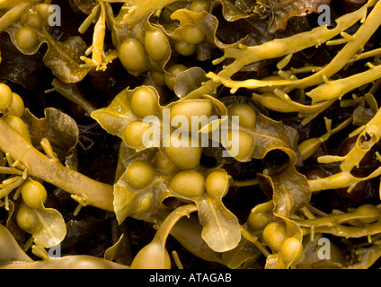 Blase Wrack Algen (Fucus Vesiculosus) Nahaufnahme Stockfoto