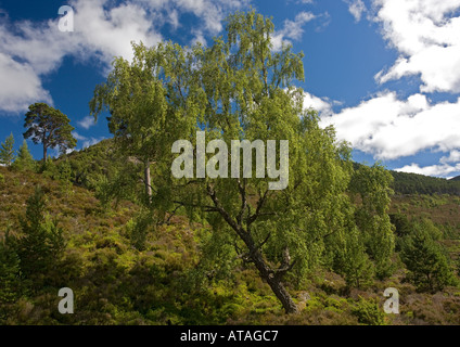 Alten downy Birke am oberen Rand des Waldes Rothiemurchus Estate Cairngorms. Betula pubescens Stockfoto