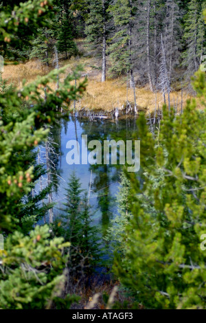 Bow River, Banff Nationalpark, Alberta, Kanada Nordamerika Stockfoto