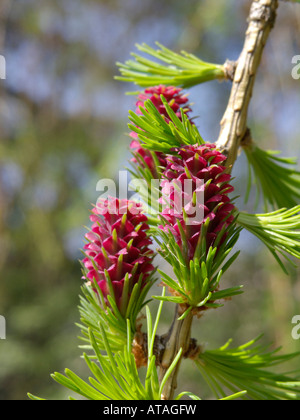 Europäische Lärche (Larix decidua) mit weiblichen Blüten Stockfoto