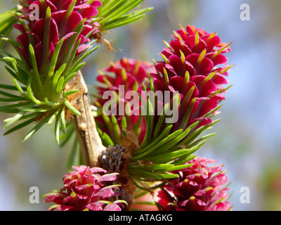 Europäische Lärche (Larix decidua) mit weiblichen Blüten Stockfoto