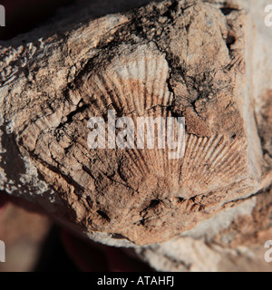 EINDRUCK VON EINER ALTEN HÜLLE IN EINEM KALKFELSEN DURCH KLARE CREEK TRAIL IN GRAND-CANYON-NATIONALPARK ARIZONA USA Stockfoto