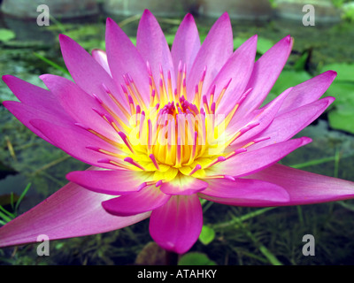Leuchtendes lila Seerose Stockfoto