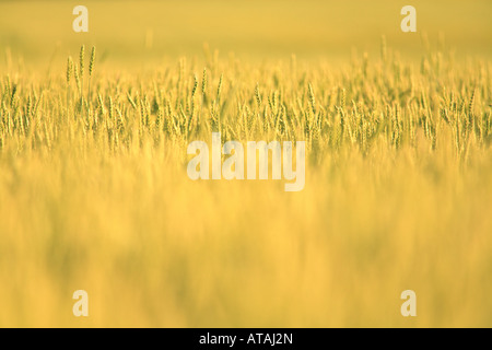 WEIZEN TRITICUM AESTIVUM FELD IM FRÜHJAHR IM NORDEN VON ILLINOIS Stockfoto