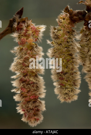 Gemeinsamen Aspen (Populus Tremula), männliche Kätzchen, im Frühjahr, Nahaufnahme Stockfoto