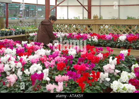 Ältere Frau Gartenarbeit Enthusiast unter bunten Anzeige von Topf gewachsen Cyclamen Blumen Einkaufen für Pflanzen Indoor Gartencenter Essex England VEREINIGTES KÖNIGREICH Stockfoto