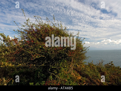 Wind beschnitten Weissdorn Busch auf den Klippen der Halbinsel Gower S Wales. Crataegus monogyna Stockfoto