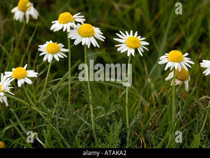 Wilde Kamille (Chamaemelum Nobile) in Blüte auf alten streifte Gemeindeland; Selten in UK Stockfoto