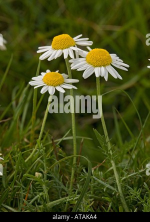 Wilde Kamille (Chamaemelum Nobile) in Blüte auf alten streifte Gemeindeland; Selten in UK Stockfoto