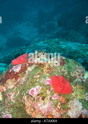 Zwei rote Spiralen mit Eiern eine spanische Tänzerin Nacktschnecken, Hexabranchus Sanguineus. 4. Februar 2008 Stockfoto