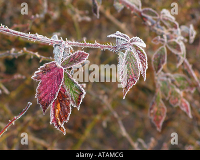 Frostigen Bramble verlässt in der Februar-Morgensonne Rubus fructicosus Stockfoto