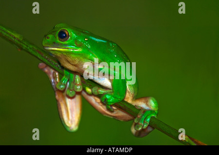 Grünen Laubfrosch (Litoria Caerulea) geduldig warten. Stockfoto