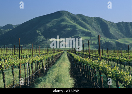 Weinberge im Frühjahr unterhalb der Sierra de Salinas in der Nähe von Soledad Monterey County in Kalifornien Stockfoto