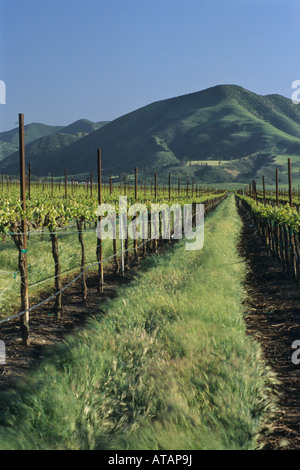 Weinberge im Frühjahr unterhalb der Sierra de Salinas in der Nähe von Soledad Monterey County in Kalifornien Stockfoto