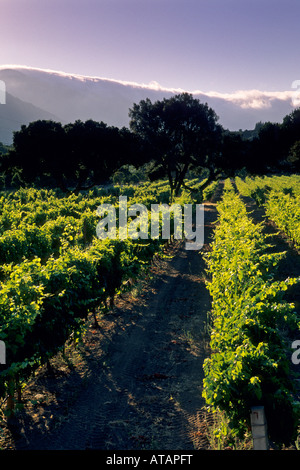 Weinberg entlang Carmel Valley Road Carmel Valley Monterey County Kalifornien Stockfoto