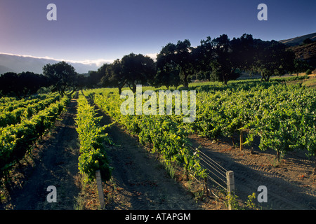 Weinberg entlang Carmel Valley Road Carmel Valley Monterey County Kalifornien Stockfoto