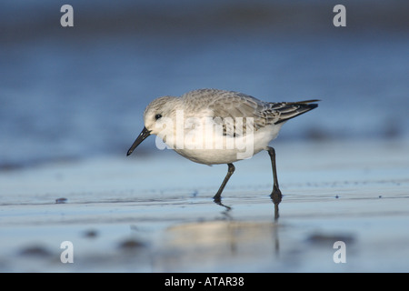 Sanderling Calidris Alba Winter Erwachsenen Fütterung auf Wasserlinie Norfolk England UK November Stockfoto