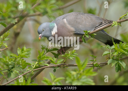 Woodpigeon Columba Palumbus Frühling Erwachsenen thront im Holunderbusch Norfolk England UK April 2005 Stockfoto